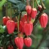 Crinodendron Hookerianum - Arbre Aux Lanternes -Promesse de fleurs Boutique CRINODENDRON HOOKERIANUM 781681 1
