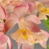 Calanthe Arizona Dream - Orchidée Vivace -Promesse de fleurs Boutique Calanthe Arizona Dream Orchidee vivace IF 18958 1