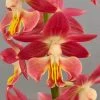 Calanthe Red Sunset - Orchidée Vivace -Promesse de fleurs Boutique Calanthe Red Sunset Orchidee vivace IF 18957 1