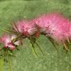 Calliandra Surinamensis Dixie Pink - Arbre Aux Houpettes 2 Calliandra Surinamensis Dixie Pink - Arbre Aux Houpettes -Promesse de fleurs Boutique Calliandra surinamensis Dixie Pink IF 17247 1