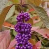 Callicarpa Bodinieri Imperial Pearl 2 Callicarpa Bodinieri Imperial Pearl -Promesse de fleurs Boutique Callicarpa Imperial Pearl 82633 1