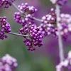 Callicarpa Bodinieri Liebespaar - Arbuste Aux Bonbons -Promesse de fleurs Boutique Callicarpa bodinieri Liebespaar Arbuste aux bonbons copyright 17887 1