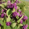 Callicarpa Bodinieri Magical Deep Purple -Promesse de fleurs Boutique Callicarpa bodinieri Magical Deep Purple copyright 18286 1