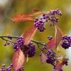 Callicarpa Bodinieri Magical Purple Giant -Promesse de fleurs Boutique Callicarpa bodinieri Magical Purple Giant copyright 18287 1