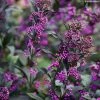 Callicarpa Bodinieri Pearl Glam -Promesse de fleurs Boutique Callicarpa bodinieri Pearl Glam IF 189770 1