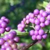 Callicarpa Japonica - Arbuste Aux Bonbons Du Japon -Promesse de fleurs Boutique Callicarpa japonica 87130 1