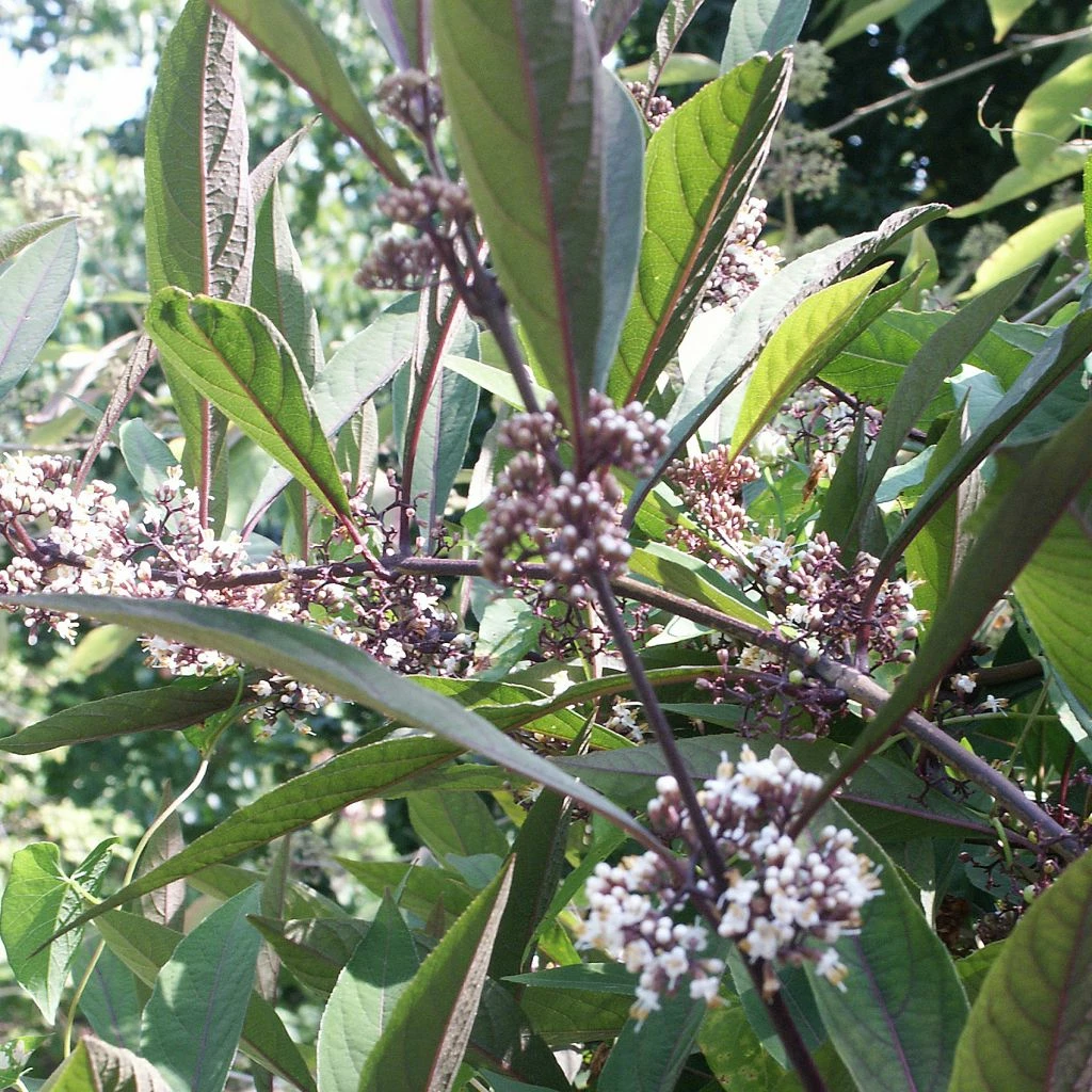 Callicarpa Kwangtungensis 3 Callicarpa Kwangtungensis