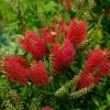 Callistemon (x) Laevis -Promesse de fleurs Boutique Callistemon x laevis 83242 1