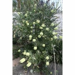 Callistemon Citrinus Albus - Rince Bouteille Blanc