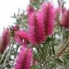 Callistemon Citrinus Mauve Mist - Rince Bouteille -Promesse de fleurs Boutique Callistemon citrinus Mauve Mist 87064 1