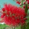 Callistemon Masotti Mini Red - Rince Bouteille -Promesse de fleurs Boutique Callistemon masotti Mini Red 87063 1