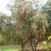 Callistemon Viminalis - Rince-bouteille -Promesse de fleurs Boutique Callistemon viminalis 83245 1