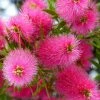 Callistemon Viminalis Bright Pink - Rince Bouteille Pleureur -Promesse de fleurs Boutique Callistemon viminalis Bright Pink 87060 1