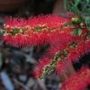 Callistemon Viminalis Captain Cook - Rince-bouteille -Promesse de fleurs Boutique Callistemon viminalis Captain Cook 87062 1