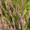 Bruyère D'été - Calluna Vulgaris Marleen -Promesse de fleurs Boutique Calluna vulgaris Marleen 782015 1 1