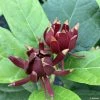 Calycanthus Michael Lindsay - Arbre Aux Anémones -Promesse de fleurs Boutique Calycanthus Michael Lindsay Arbre aux anemones IF copyright 18028 1