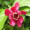Calycanthus Raulstonii Aphrodite - Arbre Aux Anémones. 1 Calycanthus Raulstonii Aphrodite - Arbre Aux Anémones. -Promesse de fleurs Boutique Calycanthus raulstonii Aphrodite 83978 1