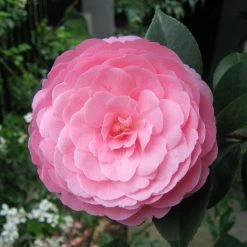 Camélia EG Waterhouse - Camellia (x) Williamsii