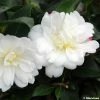 Camélia D'automne - Camellia Sasanqua Fuji No Yuki -Promesse de fleurs Boutique Camelia Fuji no Yuki 0511 1