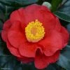 Camélia San Dimas - Camellia Japonica -Promesse de fleurs Boutique Camelia San dimas Camellia japonica 82558 1