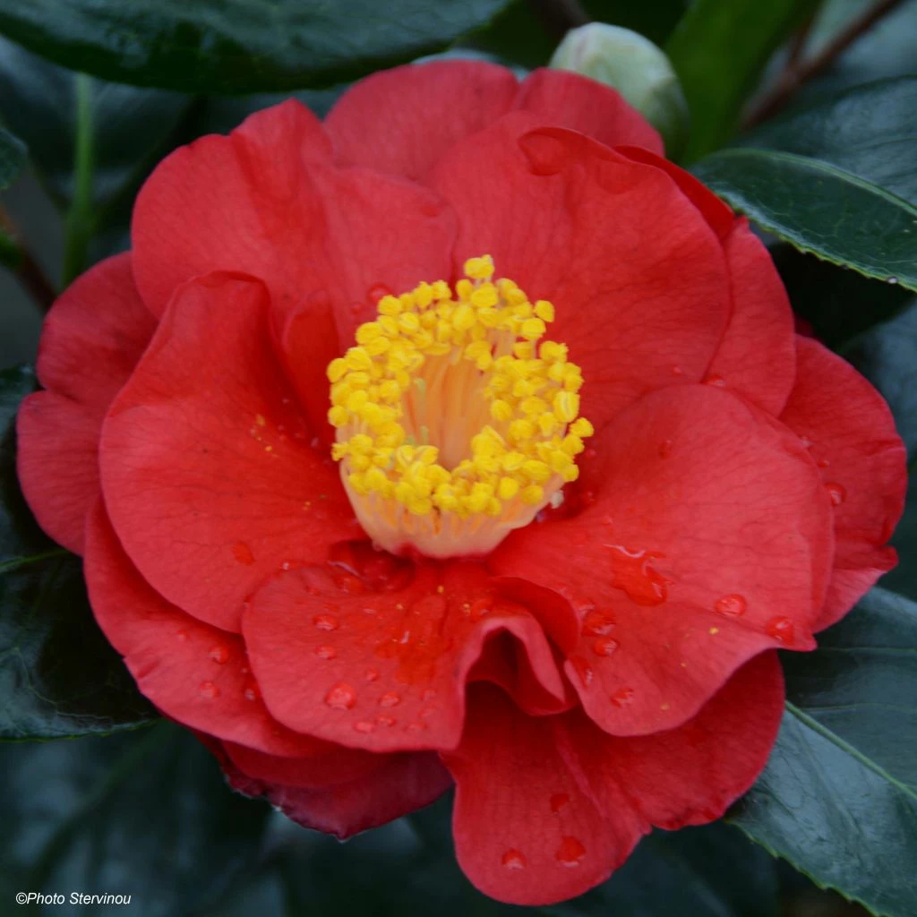 Camélia San Dimas - Camellia Japonica 3 Camélia San Dimas - Camellia Japonica