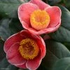 Camelia Sanpei Tsubaki - Camellia Japonica 1 Camelia Sanpei Tsubaki - Camellia Japonica -Promesse de fleurs Boutique Camelia Sanpei Tsubaki 85282 1