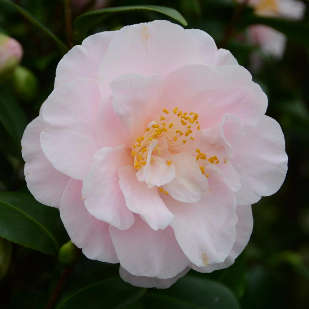 Camélia Virginia Robinson - Camellia Japonica 3 Camélia Virginia Robinson - Camellia Japonica