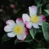 Camélia D'automne Panaché - Camelia Sasanqua Variegata -Promesse de fleurs Boutique Camelia sasanqua Variegata 81311 1