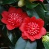Camelia Bob's Tinsie - Camellia Japonica -Promesse de fleurs Boutique Camellia Bob s Tinsie 85273 1