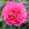 Camelia Fiesta Grande - Camellia (x) Reticulata 2 Camelia Fiesta Grande - Camellia (x) Reticulata -Promesse de fleurs Boutique Camellia Fiesta Grande 85276 1