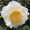 Camelia Fuji - Camellia Japonica De Higo 1 Camelia Fuji - Camellia Japonica De Higo -Promesse de fleurs Boutique Camellia Fuji 85277 1
