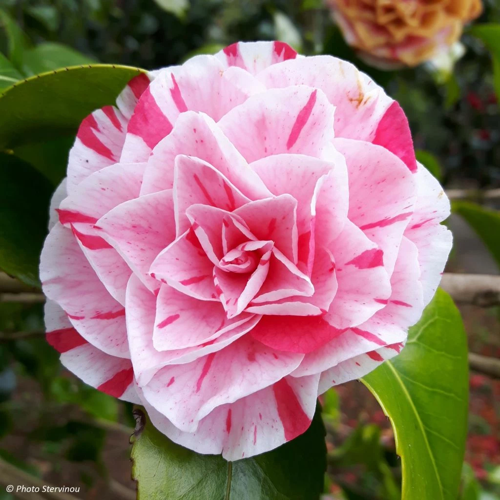 Camélia Lavinia Maggi - Camellia Japonica 3 Camélia Lavinia Maggi - Camellia Japonica