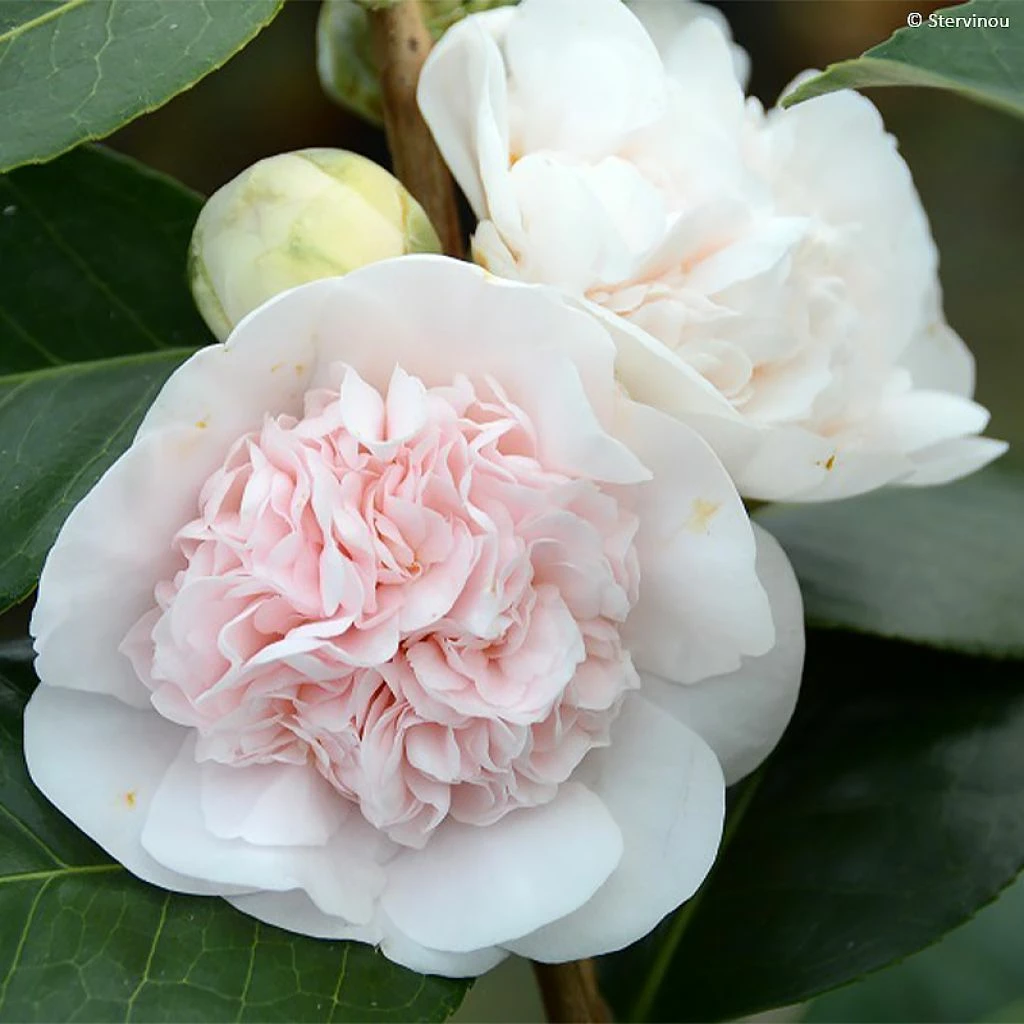 Camélia Marie-Galante - Camellia Japonica 3 Camélia Marie-Galante - Camellia Japonica