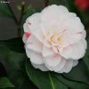 Camélia Stacy Susan - Camellia Japonica -Promesse de fleurs Boutique Camellia Stacy Susan IF 166410 1