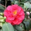 Camélia Blood Of China - Camellia Japonica 1 Camélia Blood Of China - Camellia Japonica -Promesse de fleurs Boutique Camellia japonica Blood of China 87690 1