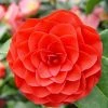Camélia Roger Hall - Camellia Japonica -Promesse de fleurs Boutique Camellia japonica Roger Hall 89551 1