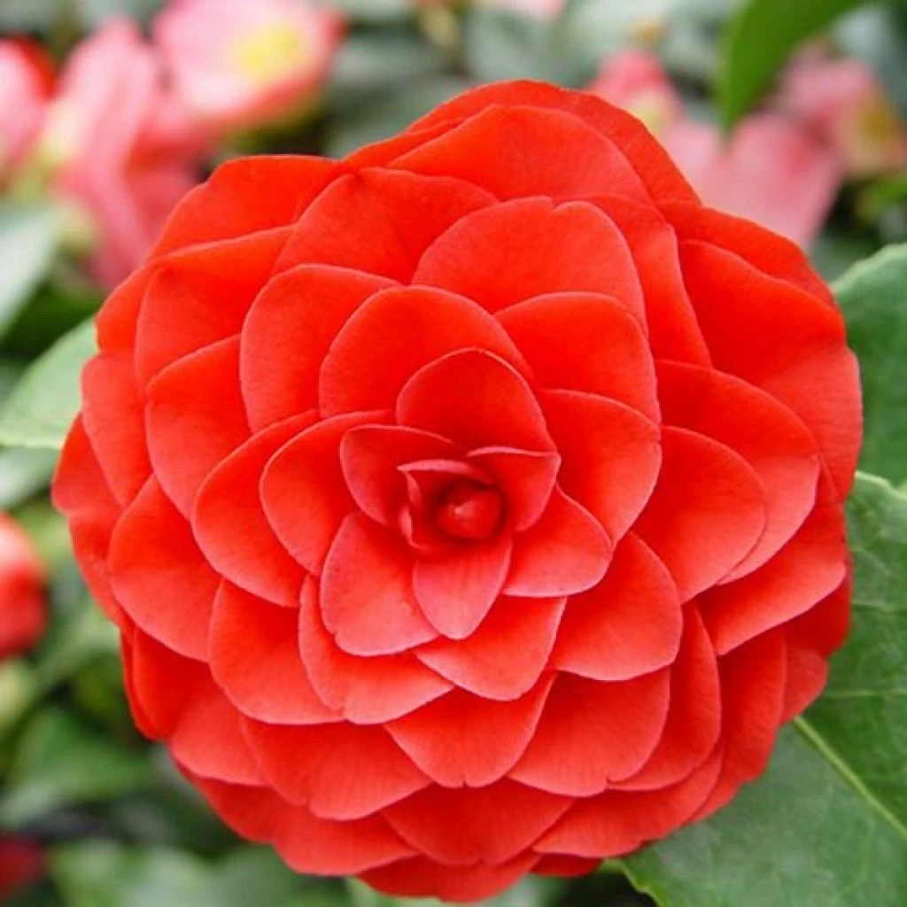 Camélia Roger Hall - Camellia Japonica 3 Camélia Roger Hall - Camellia Japonica