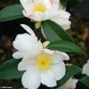 Camélia D'automne - Camellia Sasanqua Survivor