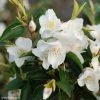 Camellia Transnokoensis - Camélia Botanique -Promesse de fleurs Boutique Camellia transnokoensis 85286 1