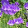 Campanule Carpatica Clips Bleue - Campanule Des Carpates -Promesse de fleurs Boutique Campanule carpatica Clips bleue en pot de 2 3L 89846 1