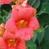 Campsis Radicans - Bignone De Virginie
