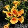 Bignone - Campsis Tagliabuana Summer Jazz Gold 1 Bignone - Campsis Tagliabuana Summer Jazz Gold -Promesse de fleurs Boutique Campsis radicans Summer Jazz Gold 84460 1