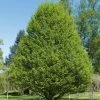 Carpinus Betulus Fastigiata - Charme Fastigié -Promesse de fleurs Boutique Carpinus betulus Fastigiata 781567 1