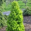 Carpinus Betulus Monumentalis - Charme Commun 2 Carpinus Betulus Monumentalis - Charme Commun -Promesse de fleurs Boutique Carpinus betulus Monumentalis Charme commun V 1004271 1