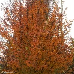 Carpinus Betulus Orange Retz - Charme Commun