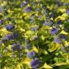Caryopteris Hint Of Gold -Promesse de fleurs Boutique Caryopteris Hint of Gold 85033 1