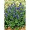 Caryopteris Clandonensis First Choice - Spirée Bleue -Promesse de fleurs Boutique Caryopteris clandonensis First Choice 89414 1