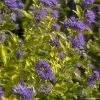 Caryopteris Incana Sunny Blue - Spirée Bleue, Barbe Bleue 1 Caryopteris Incana Sunny Blue - Spirée Bleue, Barbe Bleue -Promesse de fleurs Boutique Caryopteris incana Sunny Blue Spiree bleue Barbe bleue copyright 18288 1