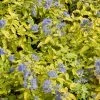 Caryopteris Incana Sunshine Blue - Barbe-bleue, Spirée Bleue -Promesse de fleurs Boutique Caryopteris incana Sunshine Blue 781571 1