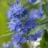 Caryopteris X Clandonensis Blauer Spatz (Oiseau Bleu) 1 Caryopteris X Clandonensis Blauer Spatz (Oiseau Bleu) -Promesse de fleurs Boutique Caryopteris x clandonensis Blauer Spatz Oiseau Bleu IF 17888 1